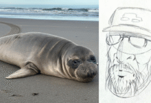 Oregon seal pup stabbed multiple times as NOAA seeking to track down person of interest