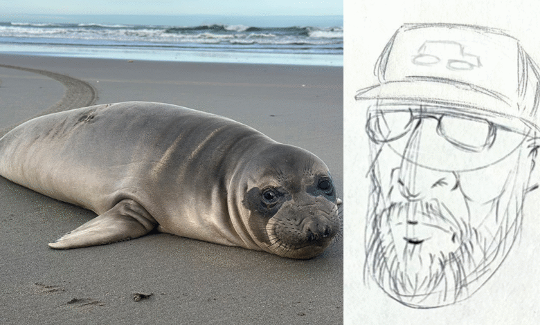 Oregon seal pup stabbed multiple times as NOAA seeking to track down person of interest Oregon seal pup stabbed multiple times as NOAA seeking to track down person of interest