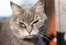 New York's Suffolk County approves law punishing convicted animal abusers if they own pets