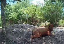 Florida man arrested for shooting neighbor's pregnant cow after it wandered onto his property