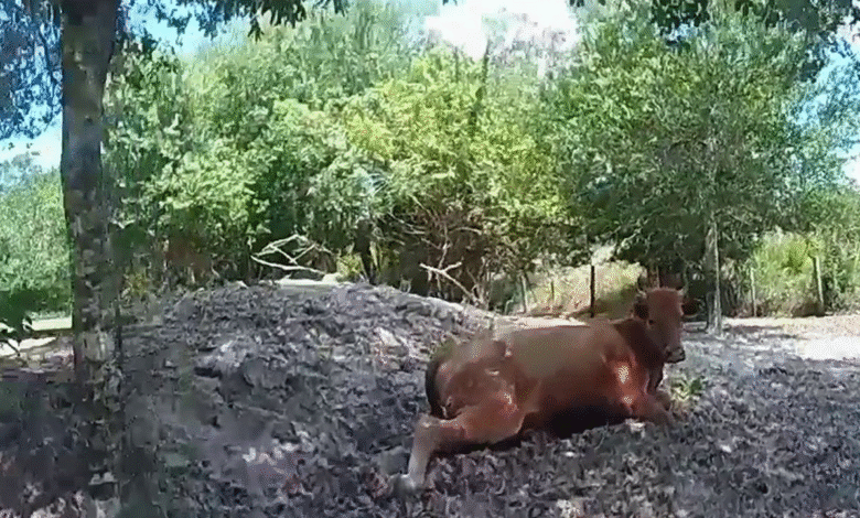 Florida man arrested for shooting neighbor's pregnant cow after it wandered onto his property Florida man arrested for shooting neighbor's pregnant cow after it wandered onto his property