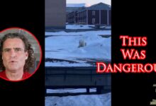 Polar Bear Comes After Villager On Remote Arctic Island