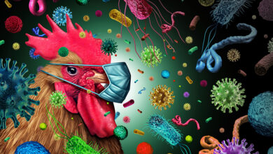 Chicken Exporters From Brazil Deal With Cargo Rejections As Bird Flu Spreads