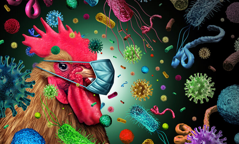 Chicken Exporters From Brazil Deal With Cargo Rejections As Bird Flu Spreads Chicken Exporters From Brazil Deal With Cargo Rejections As Bird Flu Spreads