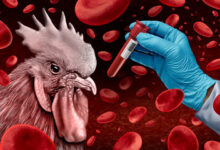 Bird Flu Poses A Rising Risk To Humans