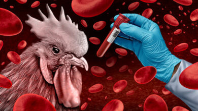 Bird Flu Poses A Rising Risk To Humans