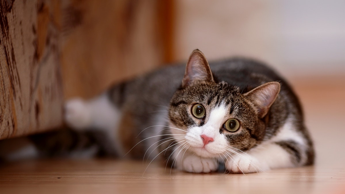 cat