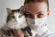 Cat Cases of Bird Flu Spike Causing Alarm