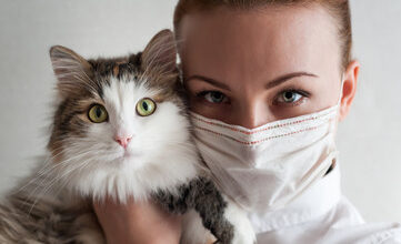 Cat Cases of Bird Flu Spike Causing Alarm
