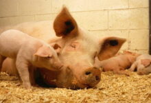 EU Warns of Bird Flu Mutation Risk In Pigs