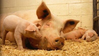 EU Warns of Bird Flu Mutation Risk In Pigs