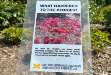 Historic university garden vandalized in apparent anti-Israel statement: 'Don't waste your tears'
