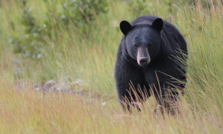 Self-Defense Shooting Of Black Bear Justified In Pennsylvania, Officials Say