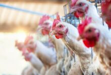 What Animals Are Worth Growing For Meat Production – Survivopedia