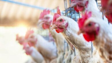 What Animals Are Worth Growing For Meat Production – Survivopedia