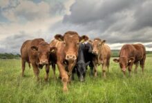 Bird Flu May Have Disappeared, But A Parasite “Screwworm” Has Come For The Beef