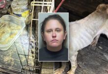 Florida woman leaves teen, 7 dogs home alone to go on Vegas vacation: police