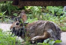 Rabbits In Colorado Grow “Tentacles” From Growth Causing Virus