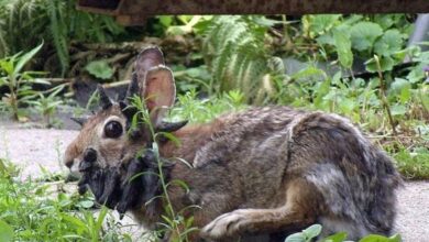 Rabbits In Colorado Grow “Tentacles” From Growth Causing Virus