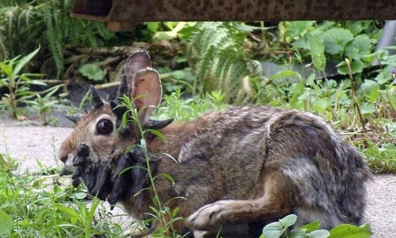 Rabbits In Colorado Grow “Tentacles” From Growth Causing Virus