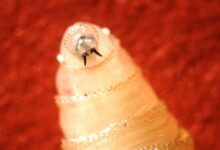 New World Screwworm Progress “Threatened” By Trump’s Budget Cuts
