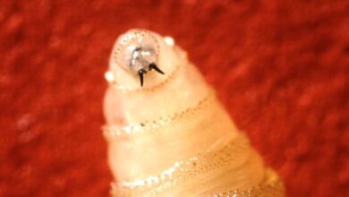 U.S. Makes 0 Million Investment In Tackling Screwworm