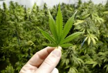 BEN CARSON: As a doctor, I know fewer restrictions on marijuana will make cities worse