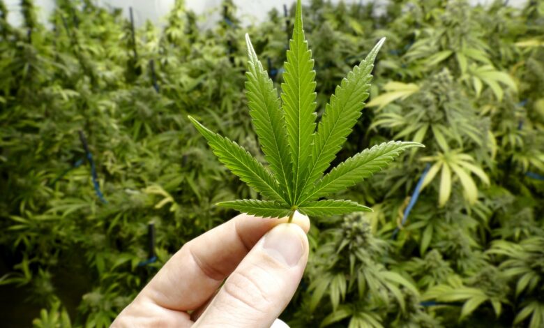BEN CARSON: As a doctor, I know fewer restrictions on marijuana will make cities worse BEN CARSON: As a doctor, I know fewer restrictions on marijuana will make cities worse