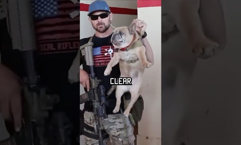 How do Navy Seals clear a room? Watch this. #shorts #dogs #navyseal #funny #training