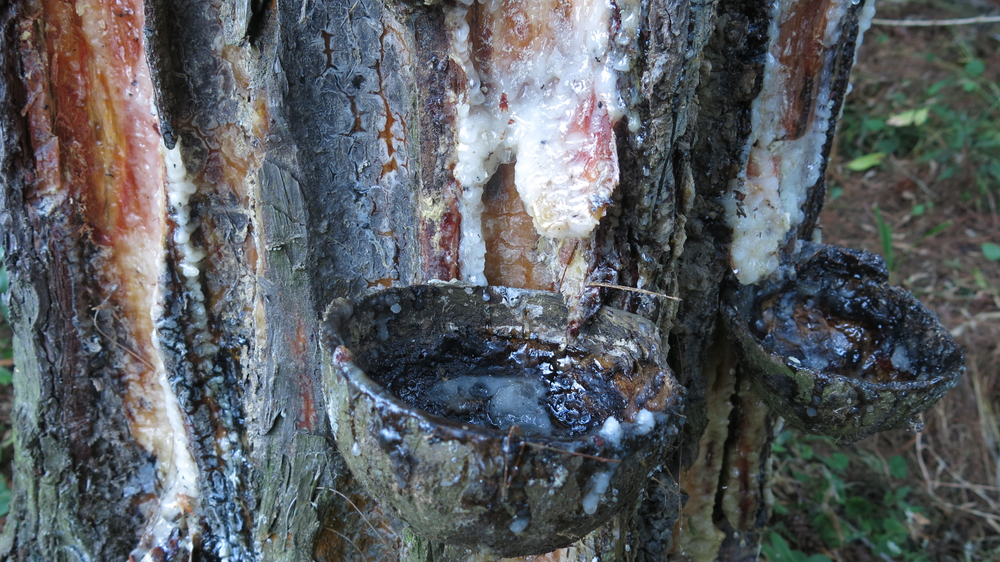 Making Pine Pitch Glue for Field Repairs – Survivopedia Making Pine Pitch Glue for Field Repairs – Survivopedia