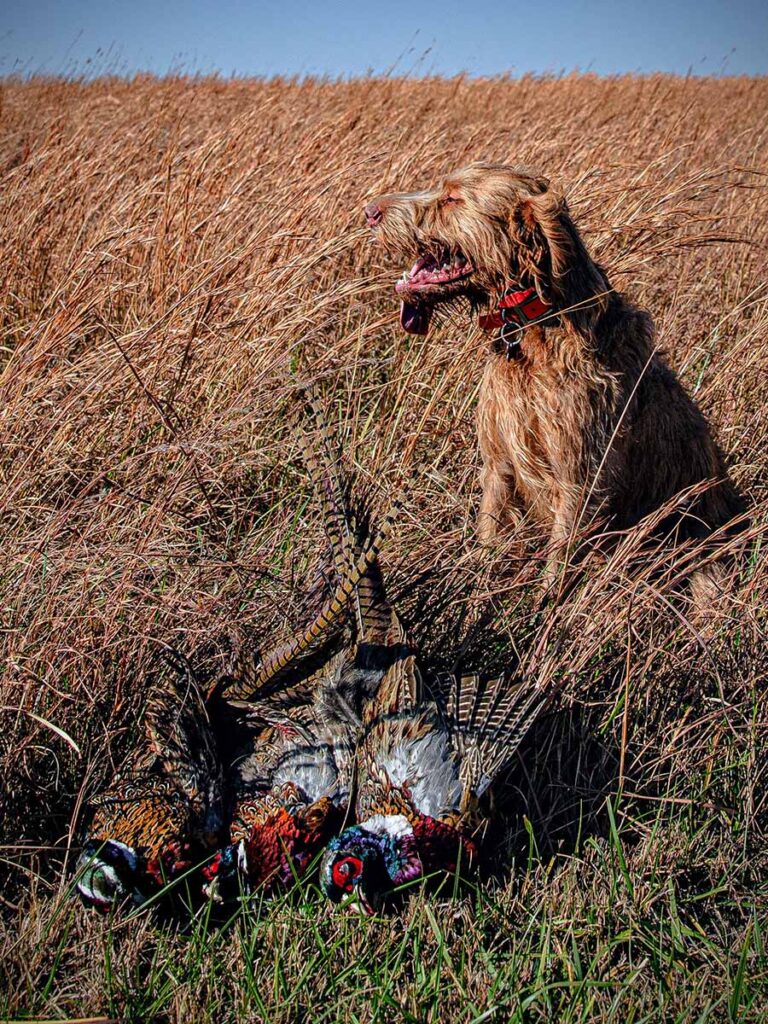 A hunting dog in a field sitting next to three dead ringneck pheasants.