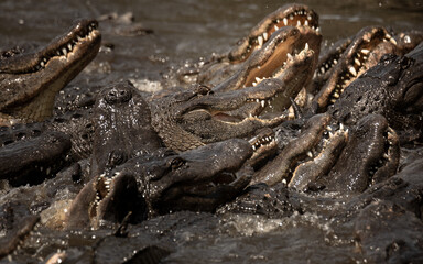 Israel Proposes Surrounding Prisons With Crocodiles Israel Proposes Surrounding Prisons With Crocodiles